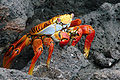 Image 1Grapsus grapsus, a terrestrial crab (from Malacostraca)