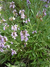 Salvia officinalis ssp. lavandulifolia.