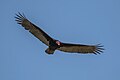 54 Turkey vulture (Cathartes aura) in flight uploaded by Charlesjsharp, nominated by Charlesjsharp,  11,  0,  0