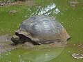 Galapagos tortoise