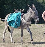 Ânesse du Cotentin bâtée à Rennes en 2019.