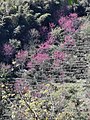 Cherry blossom, Jinlong Mountain, Taiwan.