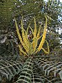 Lomariablättrige Mahonie (Mahonia lomariifolia)