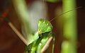 Praying Mantis head