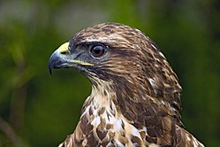 Common buzzard