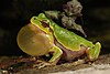 Italian tree frog calling