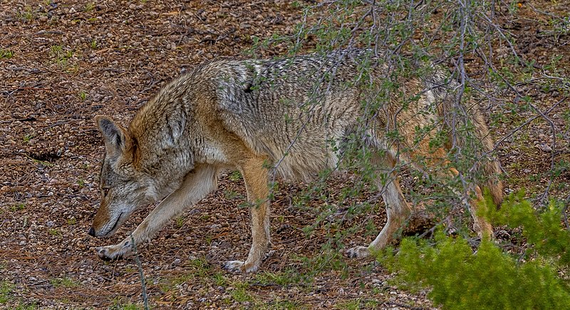 File:Canis latrans D4C7081B-8CA4-4662-BE90-63A9E1DDE28C (51971925674).jpg