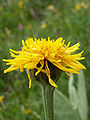 Crepis bocconei (tribù Cichorieae - sottotribù Crepidinae) (Crepide di Boccone)