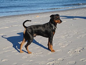 Deutscher Pinscher