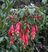 Fuchsia splendens