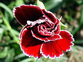 Dianthus caryophylus (rooi).