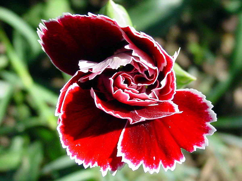 File:Flor GDFL 660eue.jpg