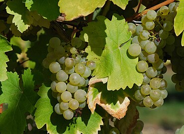 Raisins de Folle blanche, Conservatoire du vignoble charentais.