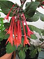 Fuchsia cultivars