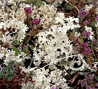 Cetraria islandica and Cladonia rangiferina at Mývatn