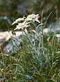 Image 45Edelweiss (Leontopodium alpinum) (from Alps)