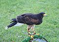 * Nomination A Harris' Hawk in a falconry, Portugal -- Alvesgaspar 20:32, 9 September 2014 (UTC) * Promotion Good quality.-ArildV 14:36, 10 September 2014 (UTC)