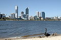 Black Swan on the Swan River