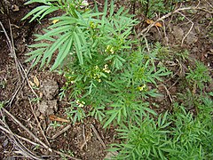 Tagetes minuta at Entebbe.jpg