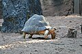 * Nomination: Madagascar radiated tortoise (Astrochelys radiata) at Mulhouse Zoo (Haut-Rhin, France). --Gzen92 07:44, 13 August 2024 (UTC) * Review The blown hightlights should be fixed. --Ermell 12:48, 13 August 2024 (UTC)