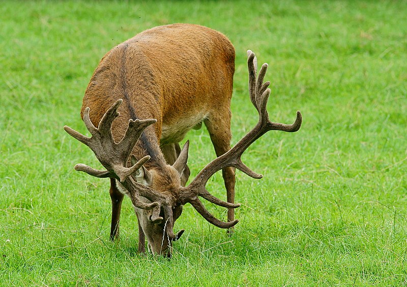 File:'Eric' and his Antlers 2011 - week 19 (6017269989).jpg