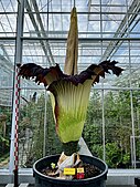 Amorphophallus titanum