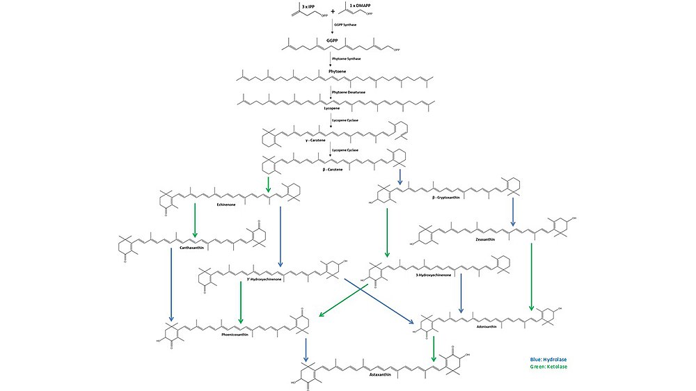 Astaxanthin biosynthesis starts with three molecules of isopentenyl pyrophosphate (IPP) and one molecule of dimethylallyl pyrophosphate (DMAPP) that are combined by IPP isomerase and converted to geranylgeranyl pyrophosphate (GGPP) by GGPP synthase. Two molecules of GGPP are then coupled by phytoene synthase to form phytoene. Next, phytoene desaturase creates four double bonds in the phytoene to form lycopene. Then, lycopene cyclase first forms γ-carotene then subsequently forms β-carotene. From β-carotene, hydrolases (blue) and ketolases (green) form multiple intermediate molecules until the final molecule, astaxanthin is obtained.