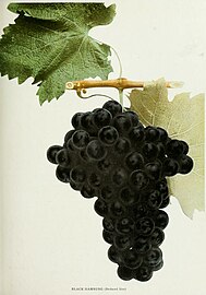 Illustracion de muscat negre