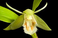 Coelogyne pallens