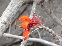 Erythrina velutina - Huayrul.jpg