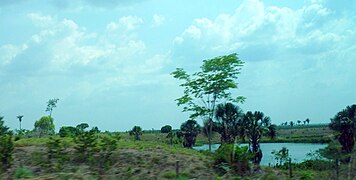 Estradas do Pará - panoramio (8).jpg