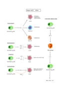 Funciones de las citocinas.png