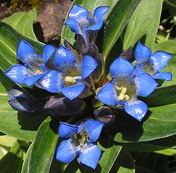 Südame-emajuur (Gentiana cruciata)