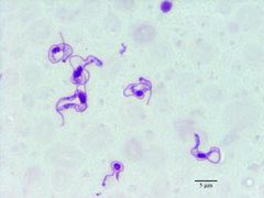 Parasite140104-fig2 Surra (Trypanosoma evansi infection) in a Tunisian dog.png