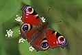 * Nomination Peacock butterfly (Inachis io), Fermyn Woods, Northamptonshire --Charlesjsharp 11:10, 19 August 2016 (UTC) * Decline Noisy and head not sharp enough. --Jkadavoor 13:41, 19 August 2016 (UTC)