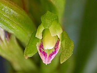 Psilochilus modestus Espécie-tipo