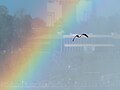 Image 88Ring-billed gull in a rainbow over Niagara Falls