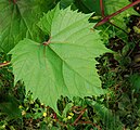 Riparia gloire de Montpellier (rootstock)