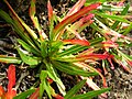 Oenothera stricta ssp. stricta