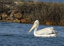 SPOT-BILLED PELICAN AMSM4209.jpg