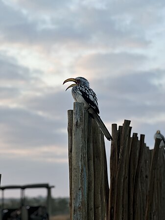 A southern yellow-billed hornbill at Kruger National Park's Orpen Gate, perched on upright wooden logs, at sunrise