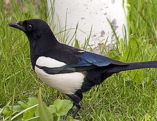 Eurasian magpie