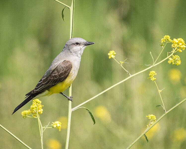 File:Western Kingbird (34311129666).jpg