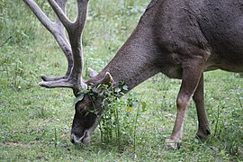 Male white-lipped deer garzing closer up.jpg