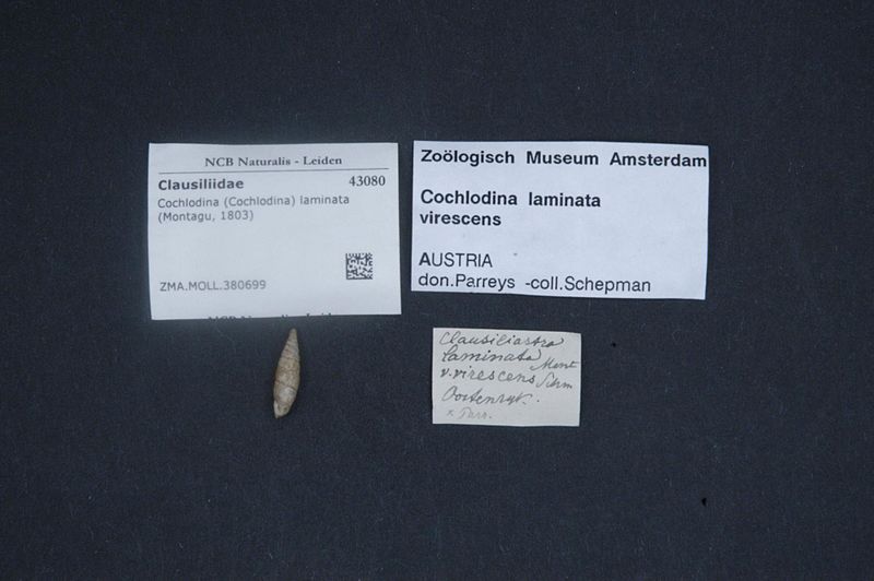 File:Naturalis Biodiversity Center - ZMA.MOLL.380699 - Cochlodina (Cochlodina) laminata (Montagu, 1803) - Clausiliidae - Mollusc shell.jpeg