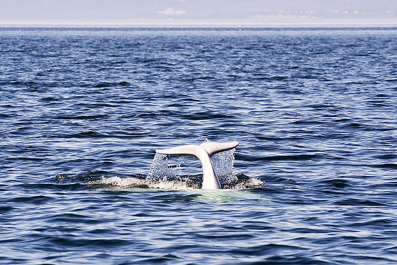 File:Beluga Whale Tadoussac Quebec Canada Luca Galuzzi 2005.jpg