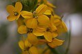 Coast/sand-loving wallflower Erysimum ammophilum