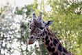 Giraffe in ZUFARI reserve