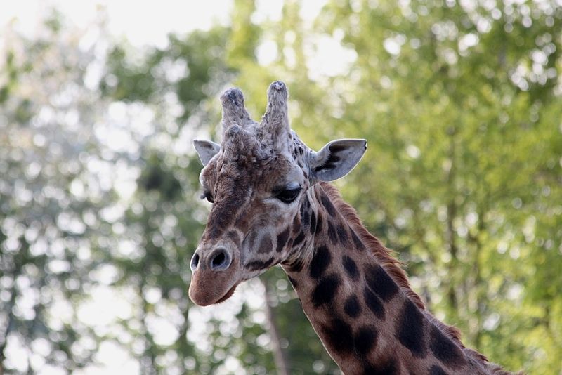 File:CWOAR Giraffe.jpg