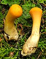 Clavariadelphus truncatus, var. lovejoyae Grand County, Colorado